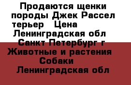 Продаются щенки породы Джек Рассел терьер › Цена ­ 15 000 - Ленинградская обл., Санкт-Петербург г. Животные и растения » Собаки   . Ленинградская обл.